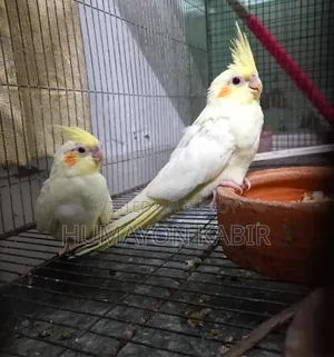 Cockatiel (Lutino Pied)