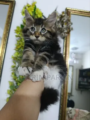 1-3 months Female Purebred Maine Coon