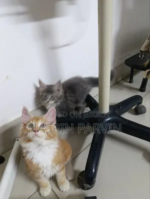 1-3 Months Female Purebred Maine Coon