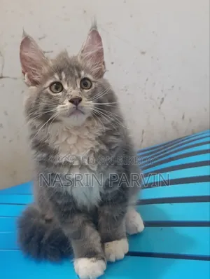 1-3 Months Female Purebred Maine Coon