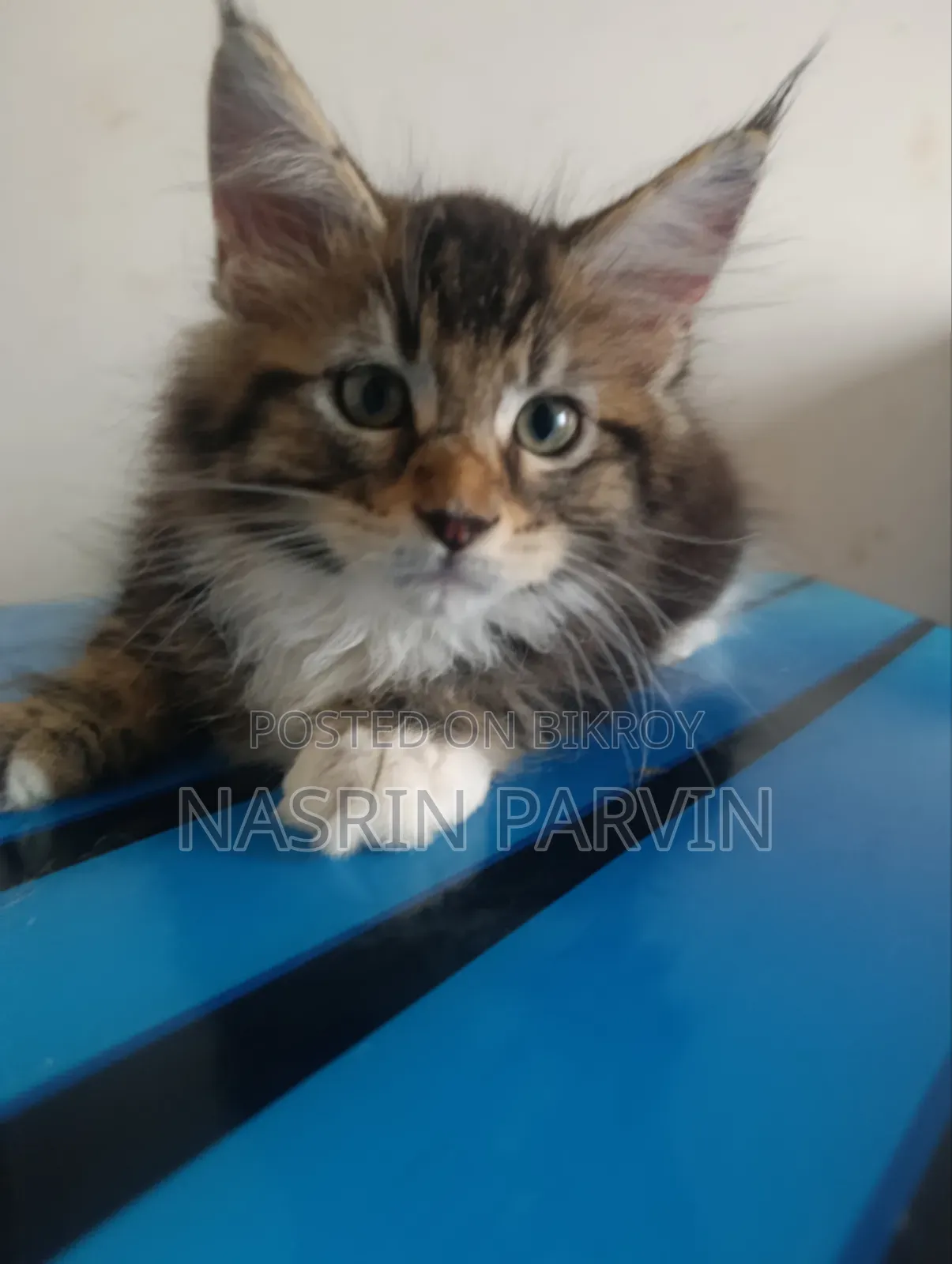 1-3 Months Female Purebred Maine Coon