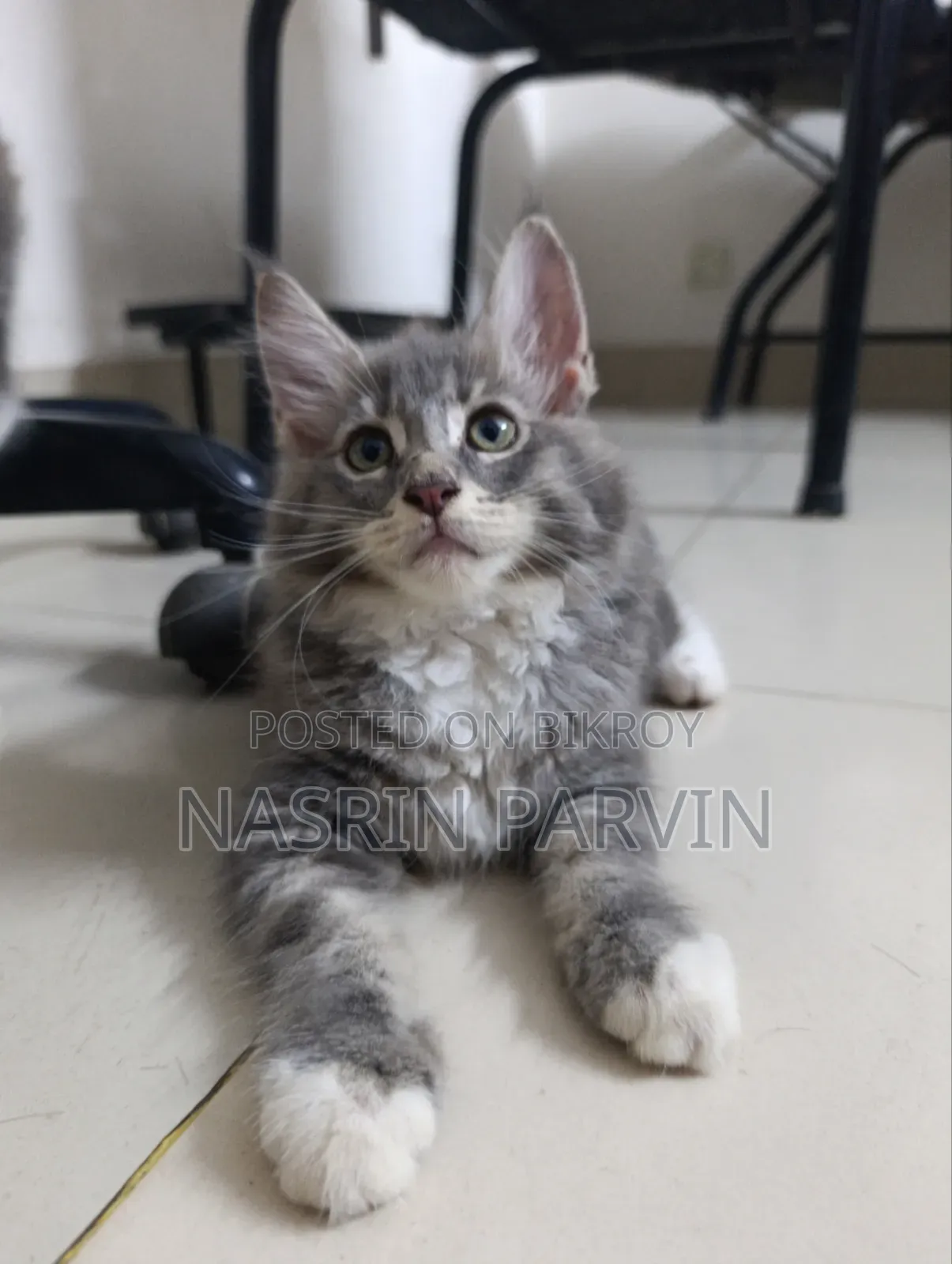 1-3 Months Female Purebred Maine Coon