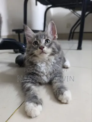 1-3 Months Female Purebred Maine Coon