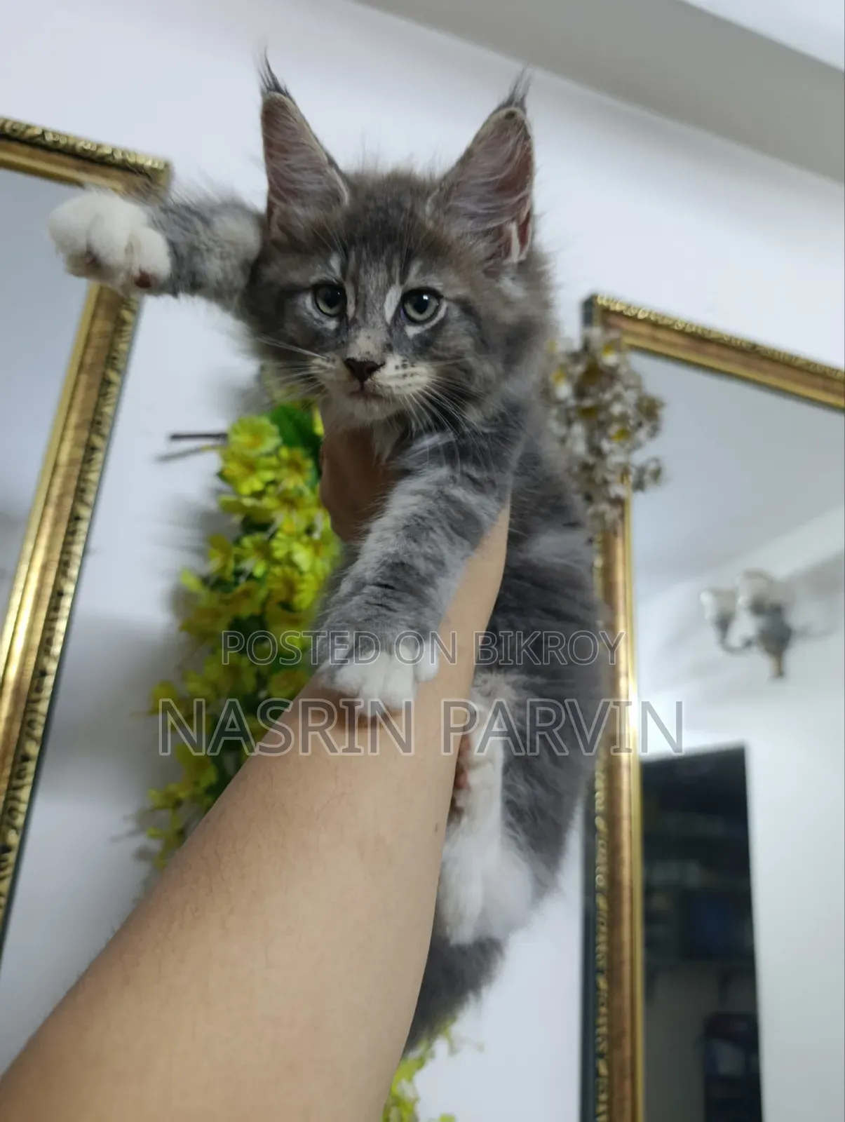 1-3 Months Female Purebred Maine Coon