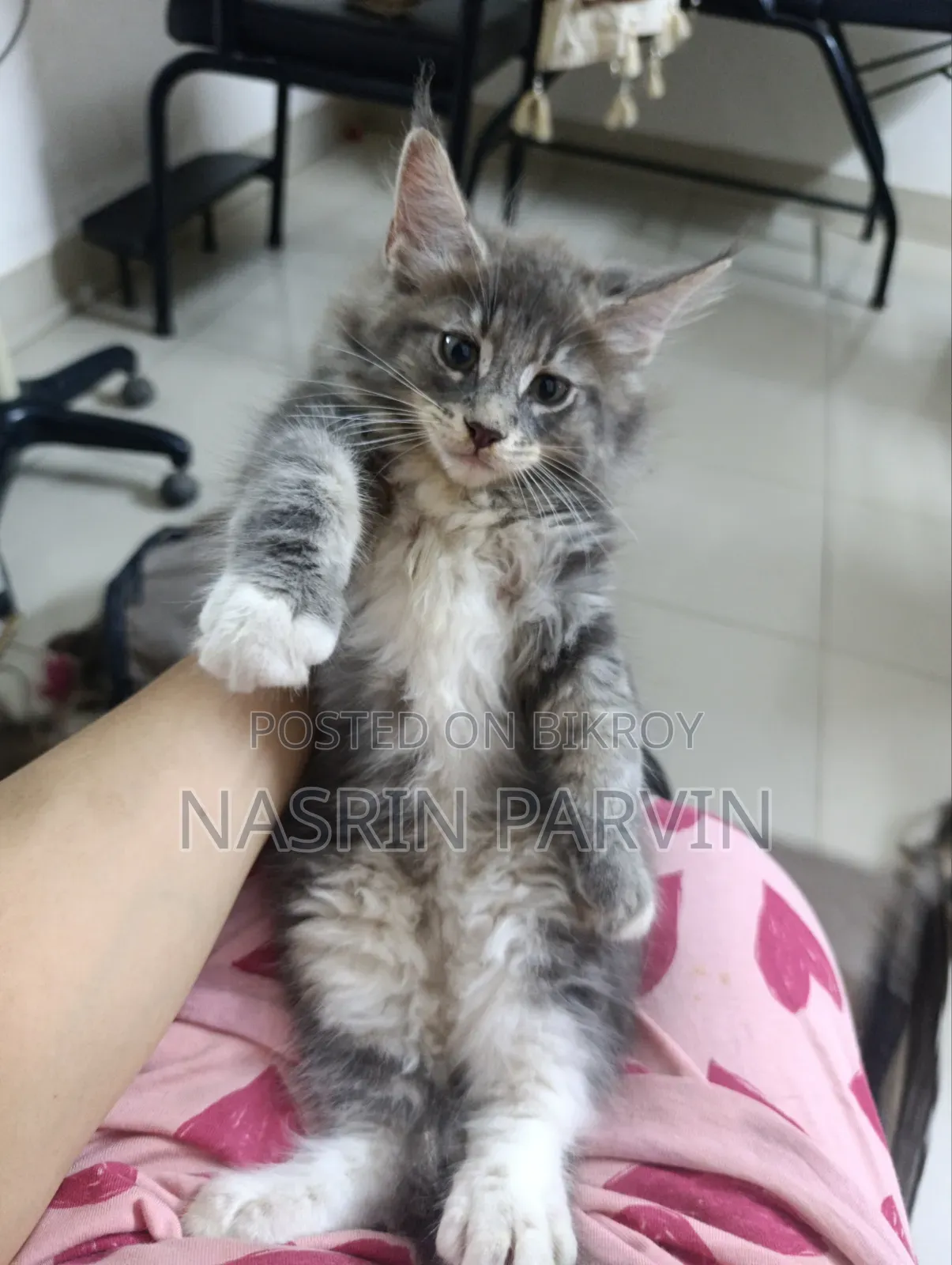 1-3 Months Female Purebred Maine Coon