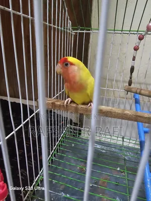 Love Birds