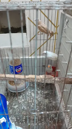 Finch Pair and Single