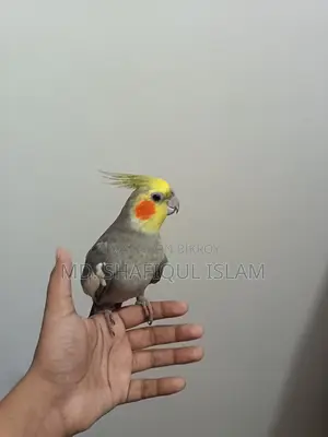 Male Cockatiel Gray