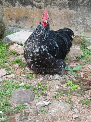 Cochin Chicken