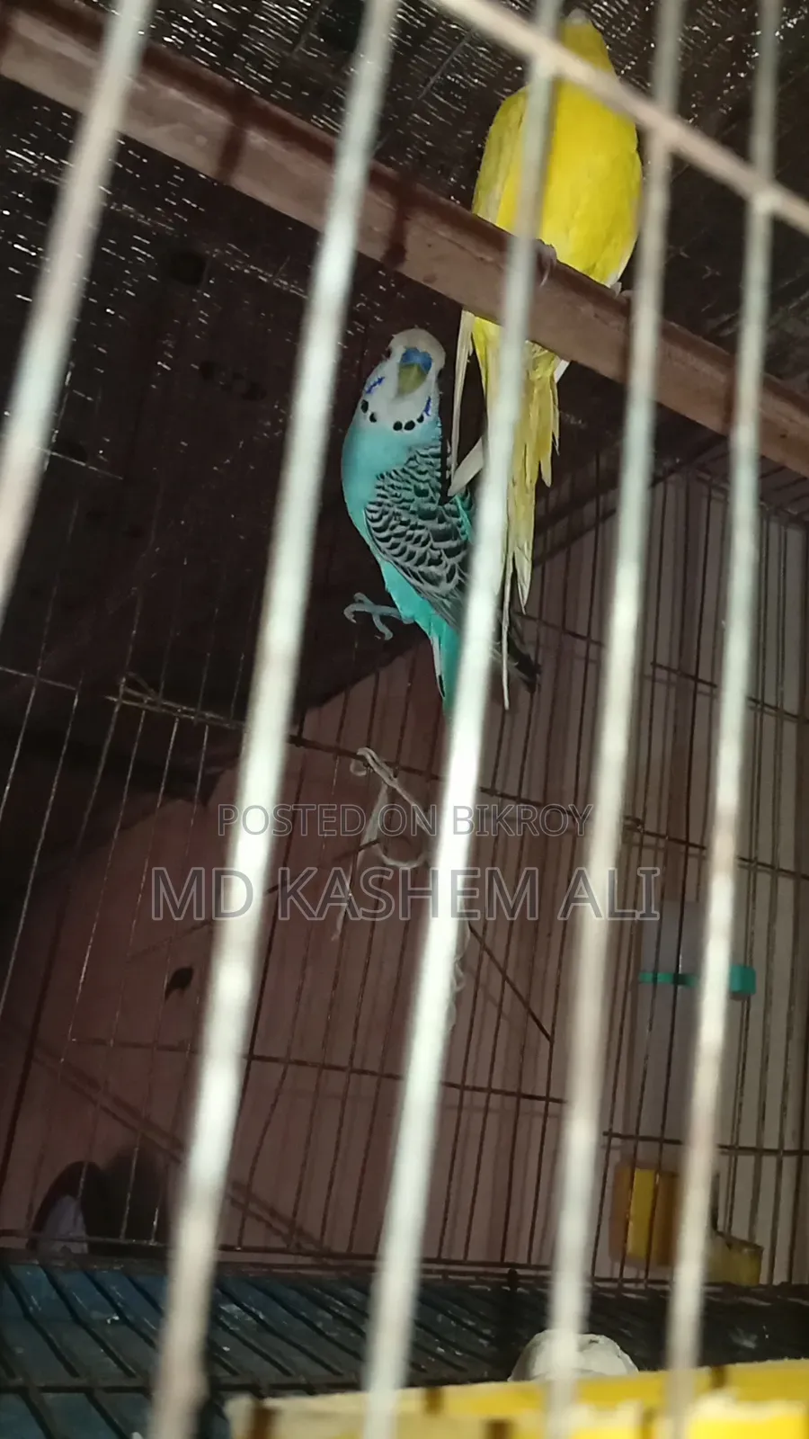 এক জোড়া বাজিগর পাখি ক্লাসিক আর লটিল জোড়া