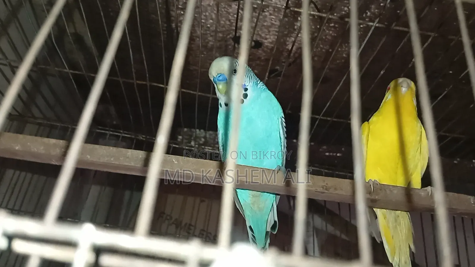 এক জোড়া বাজিগর পাখি ক্লাসিক আর লটিল জোড়া