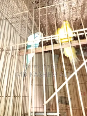 এক জোড়া বাজিগর পাখি ক্লাসিক আর লটিল জোড়া