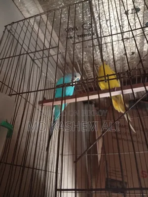 এক জোড়া বাজিগর পাখি ক্লাসিক আর লটিল জোড়া