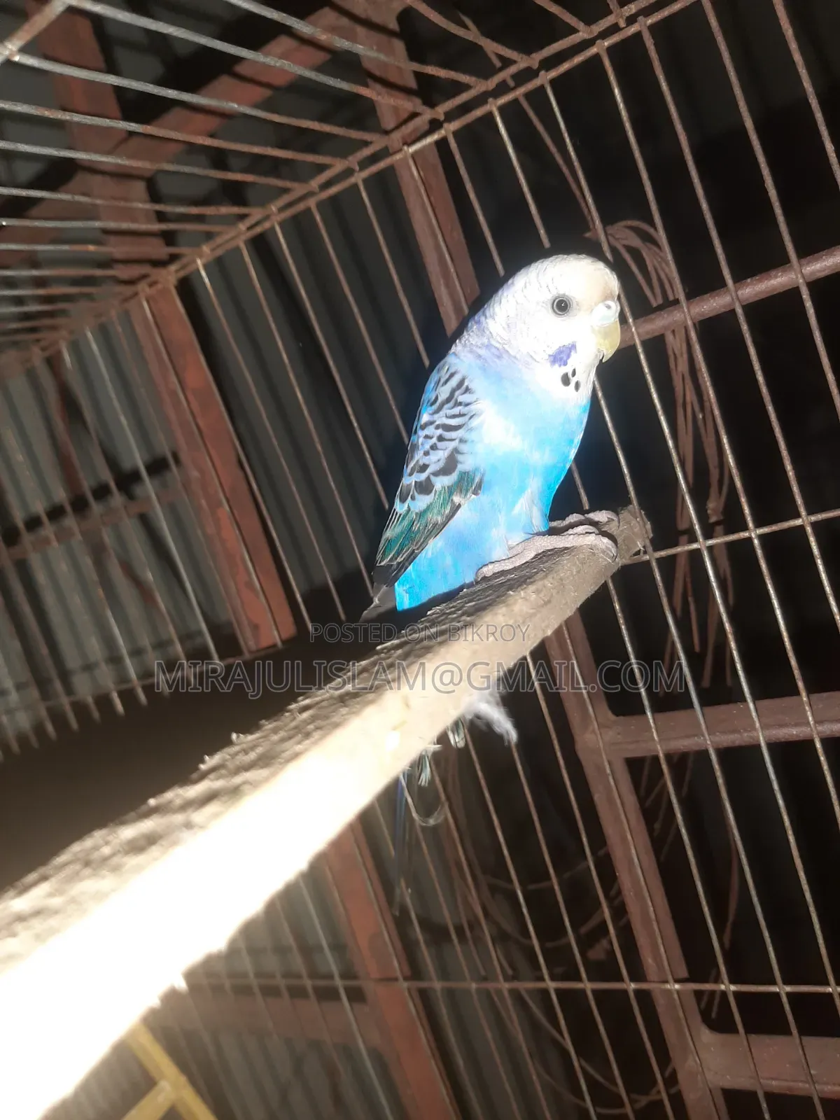 Budgerigar Bird