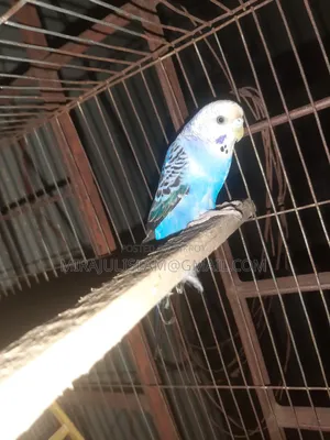 Budgerigar Bird
