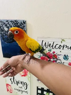 Sun Conure Full Tame