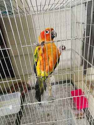 Sun Conure Full Tame