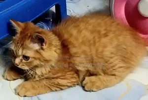 1-3 months Female Purebred Persian Cat