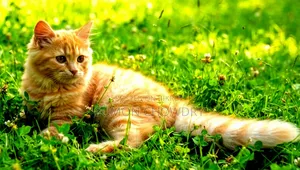 1-3 months Female Purebred Persian Cat
