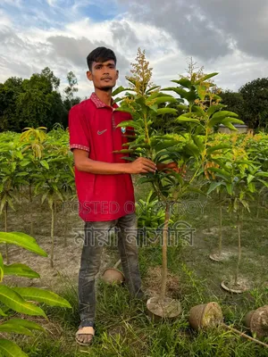 All-season 3 Mango Tree Package