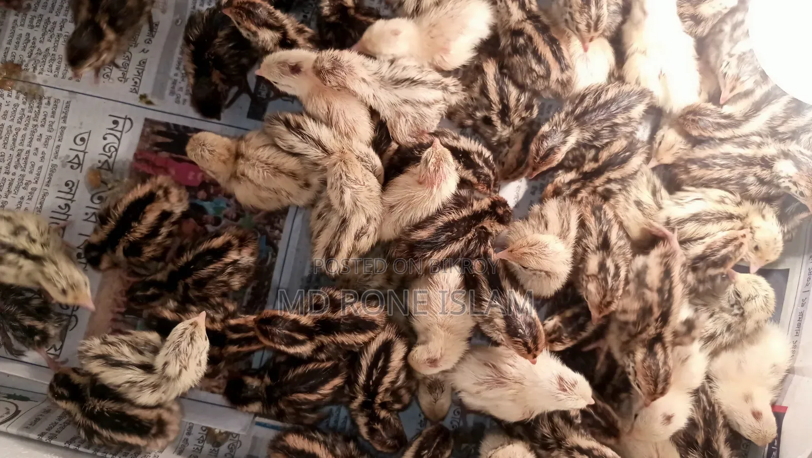 Quail Bird