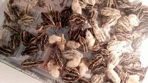 Quail Bird