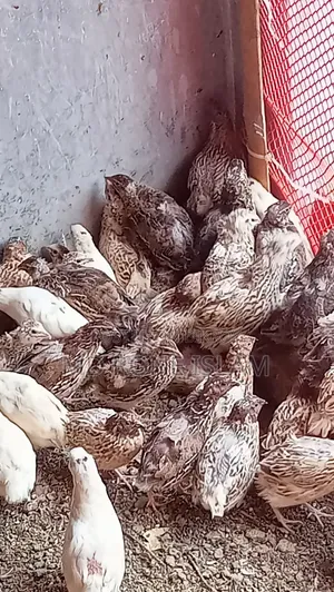 Quail Bird