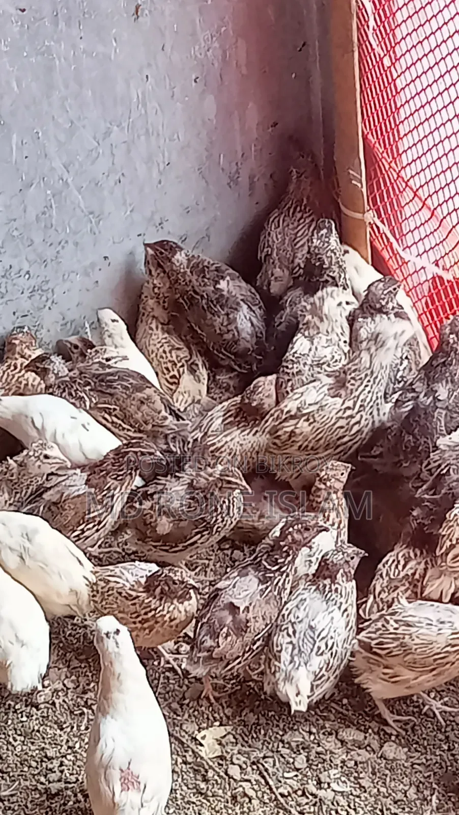 Quail Bird