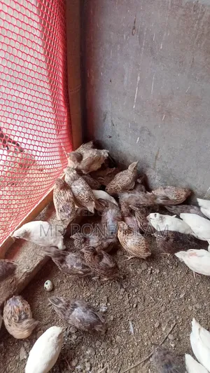 Quail Bird