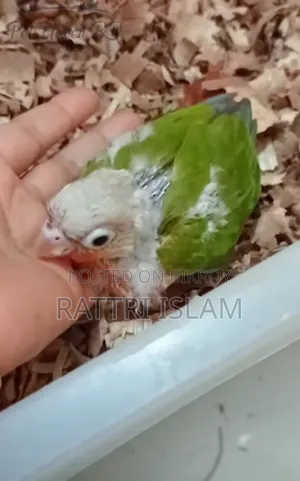 The Bird Has Legs Spreading Problem but Everything Else Is Okay