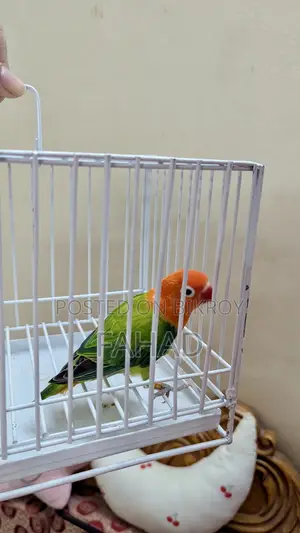 গ্রিন অপালাইন ফিমেল