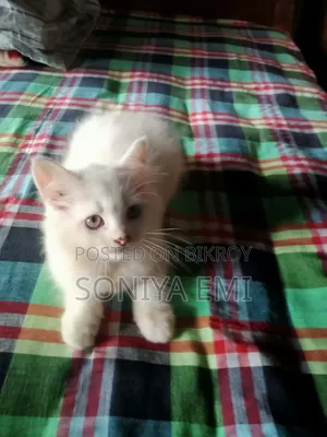 ১-৩ মাসের নর খাঁটি পার্সিয়ান