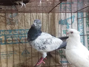 ২টি পুরুষ পায়রা