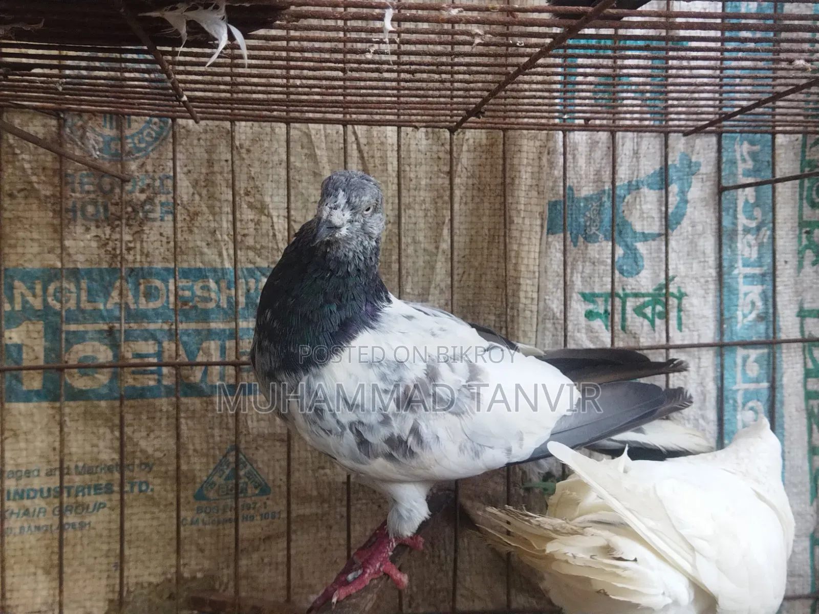 ২টি পুরুষ পায়রা