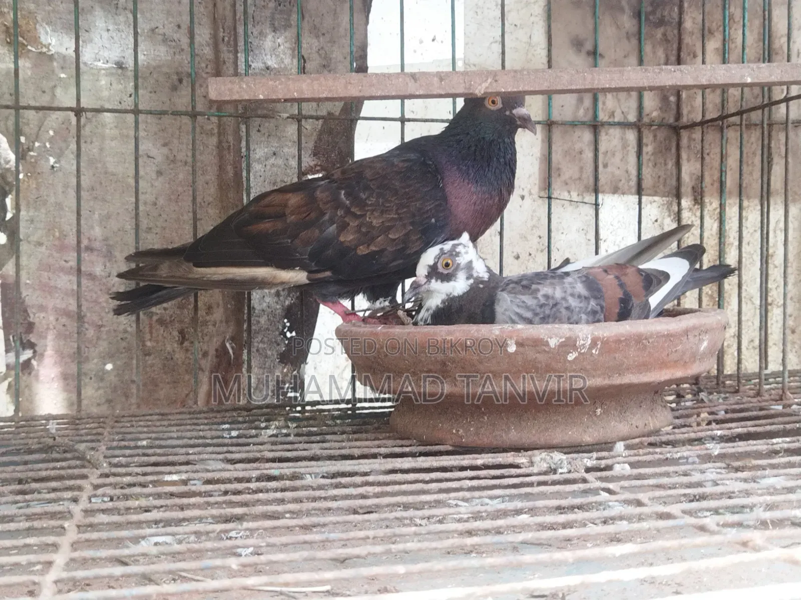 ২টি পুরুষ পায়রা
