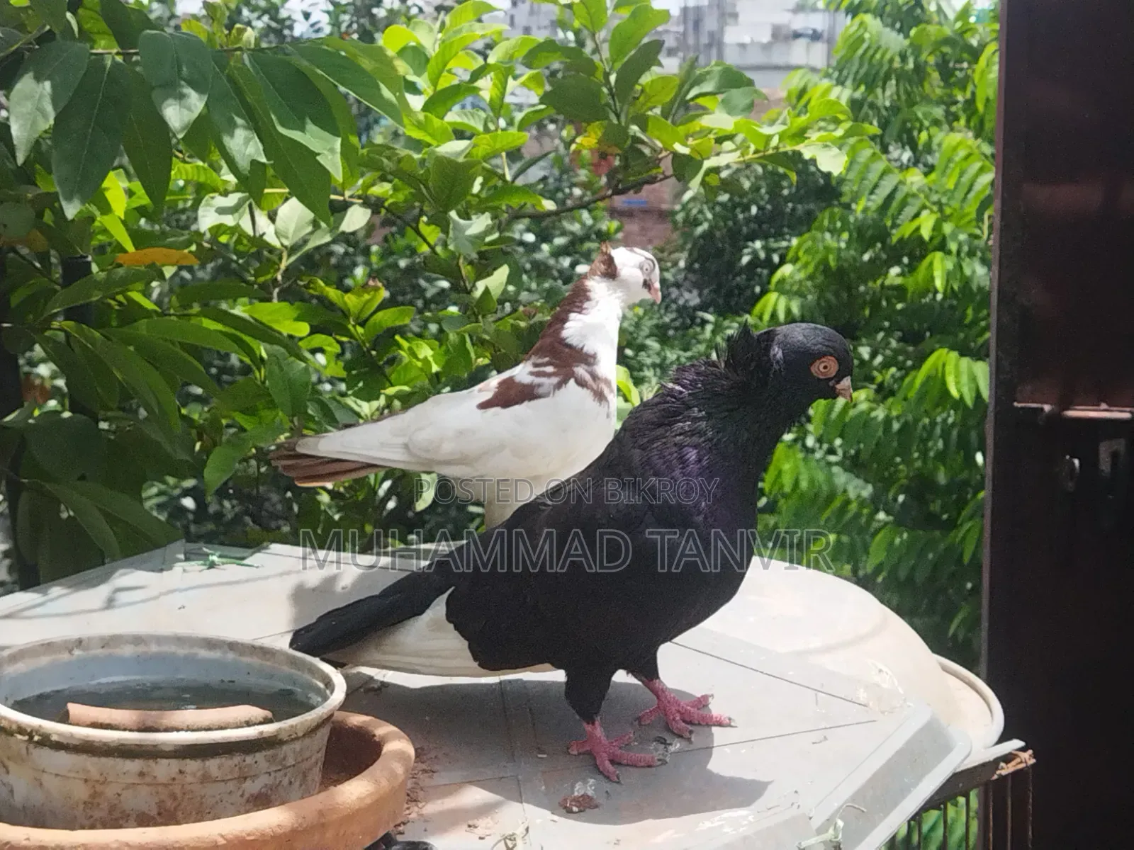 ২টি পুরুষ পায়রা