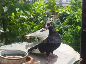 ২টি পুরুষ পায়রা