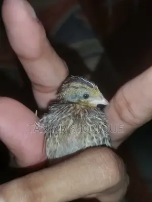 King Quail Baby