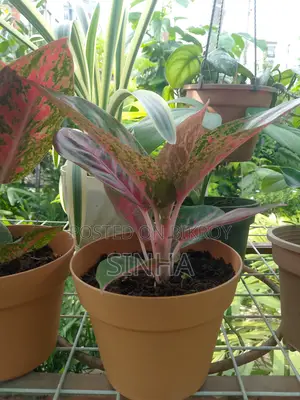 Aglonima Indoor Tree