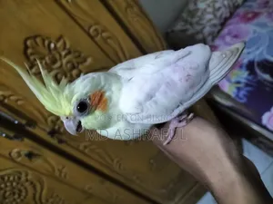Cocktail Female Full Tame