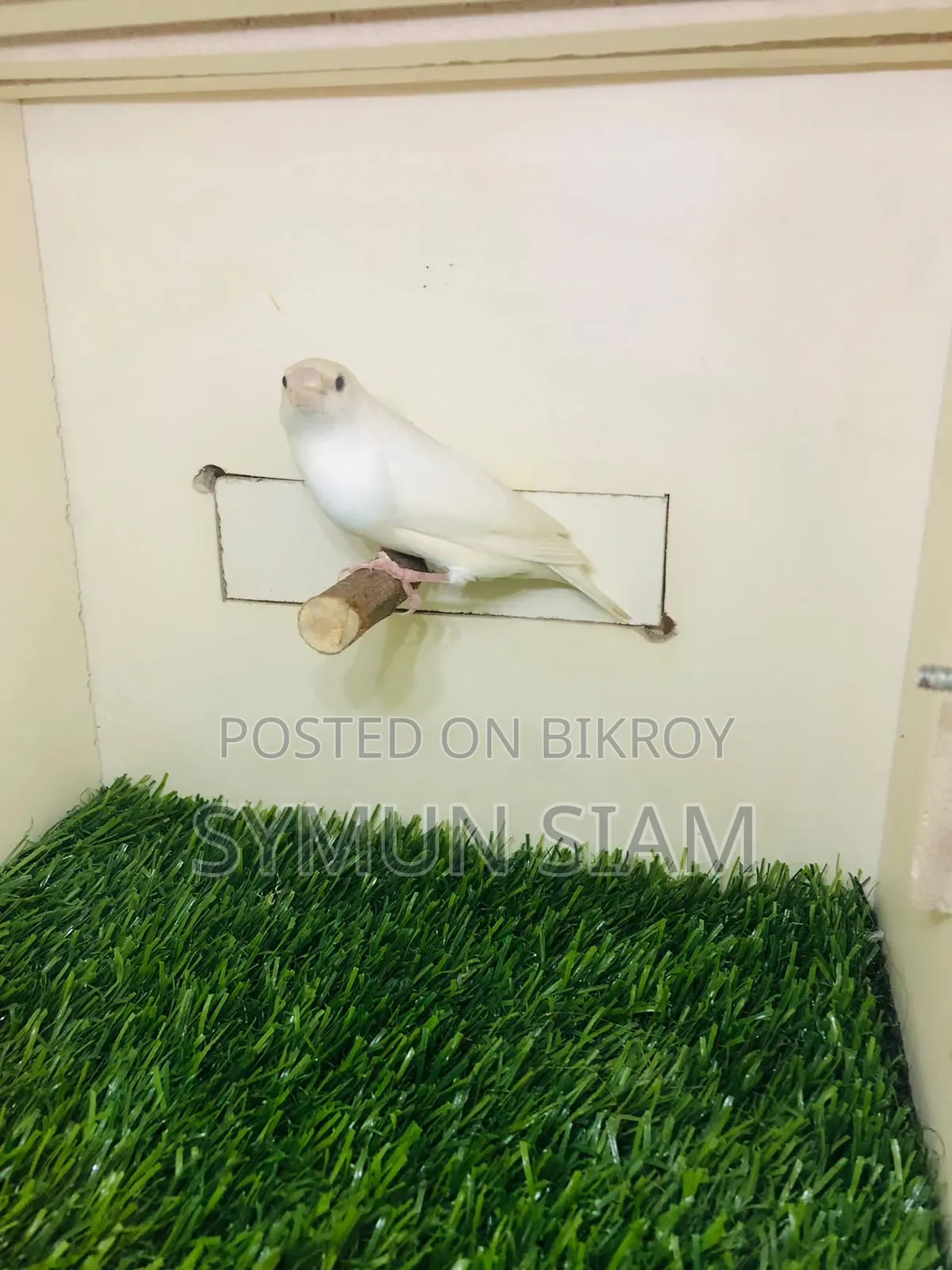 Goldian Finch