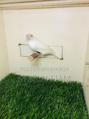 Goldian Finch