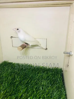 Goldian Finch
