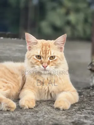 6-12 Months Male Purebred Persian Cat