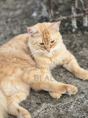 6-12 Months Male Purebred Persian Cat