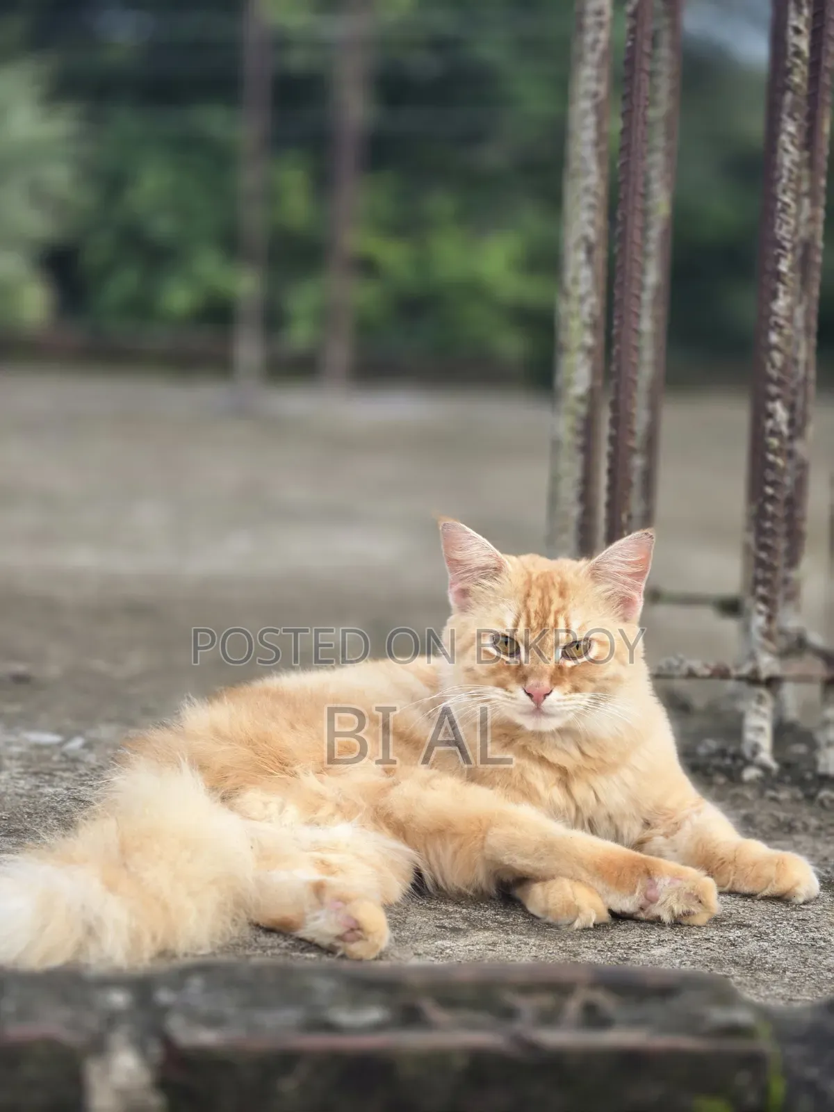 6-12 Months Male Purebred Persian Cat