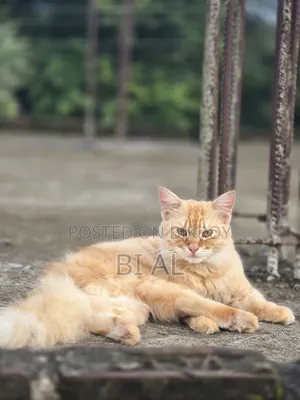 6-12 Months Male Purebred Persian Cat
