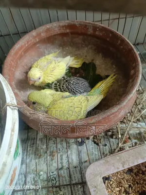 Tame Size Budgerigar Baby for Sale
