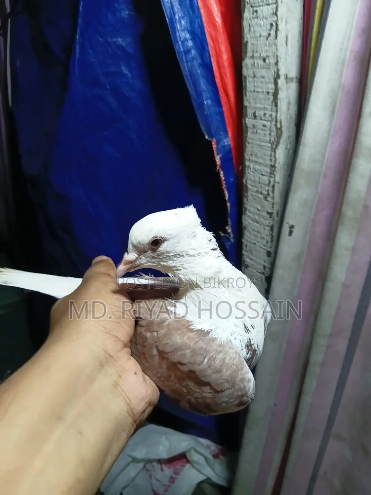 রাজগल्ला লেজসাদা কবুতর