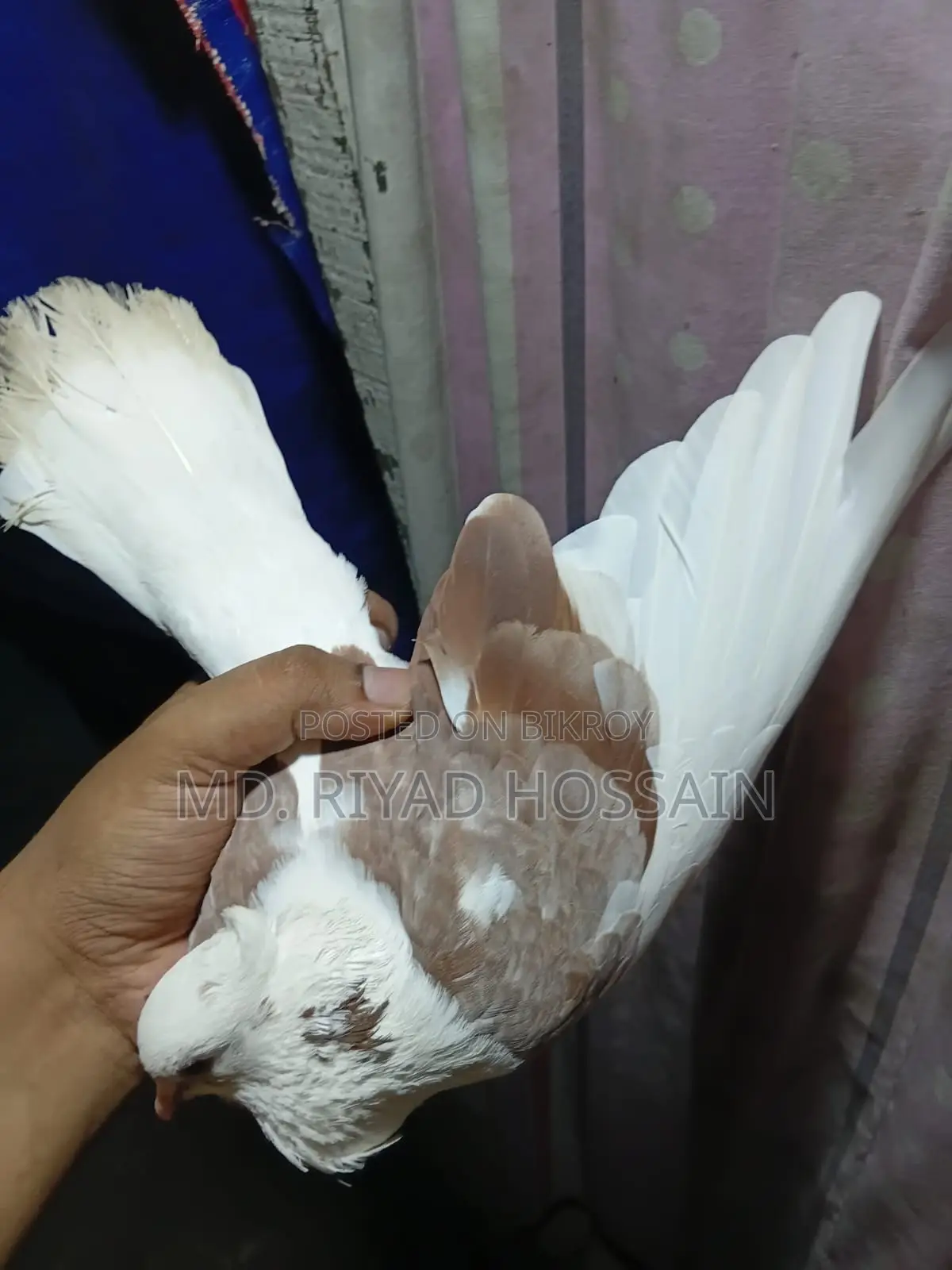 রাজগल्ला লেজসাদা কবুতর